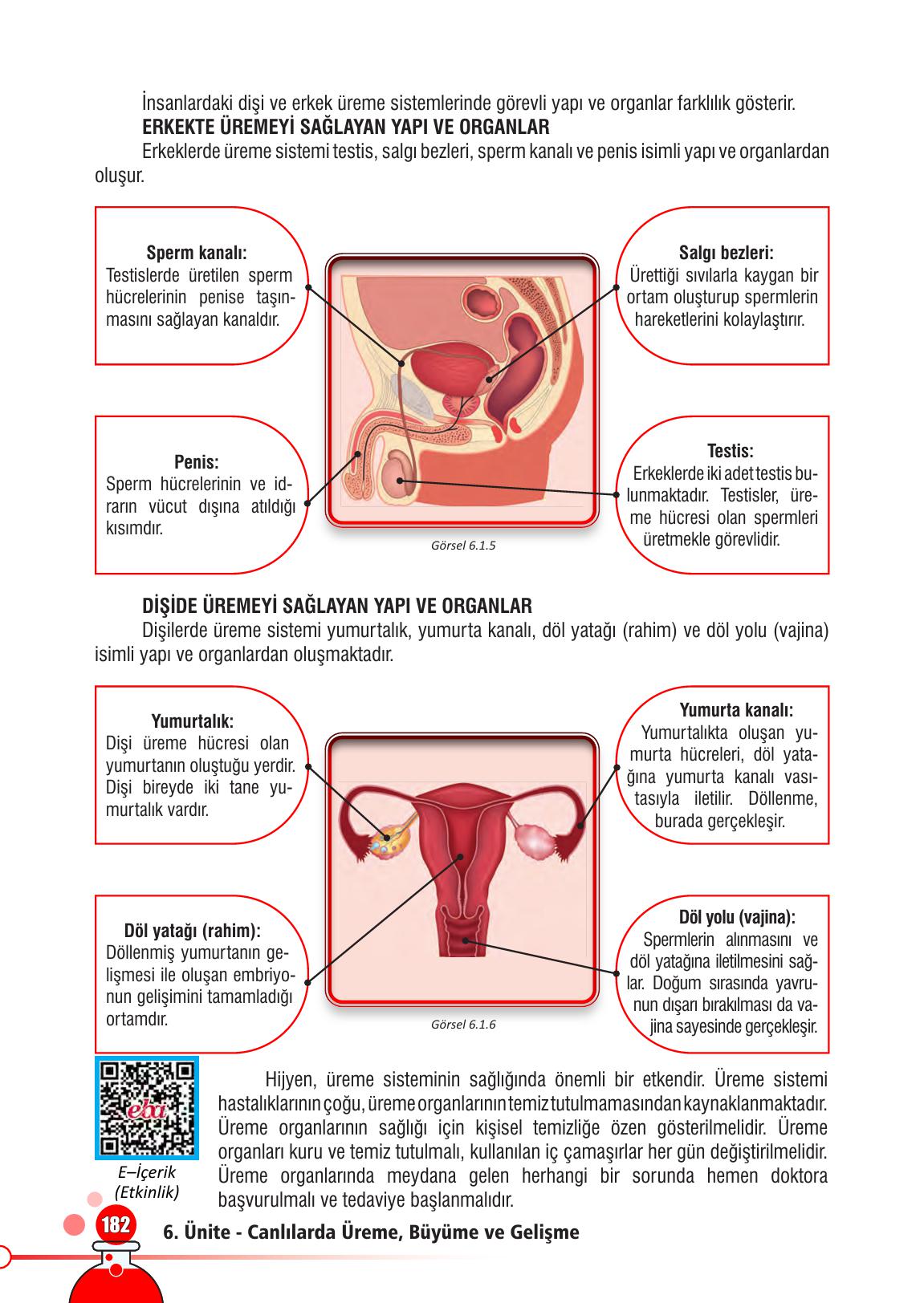 7. Sınıf Meb Yayınları Fen Bilimleri Ders Kitabı Sayfa 182 Cevapları