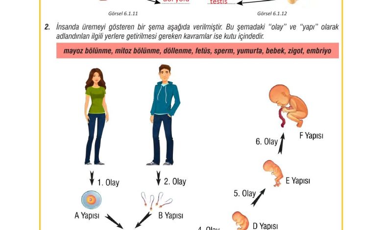 7. Sınıf Meb Yayınları Fen Bilimleri Ders Kitabı Sayfa 185 Cevapları