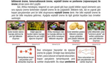 7. Sınıf Meb Yayınları Fen Bilimleri Ders Kitabı Sayfa 187 Cevapları