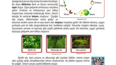 7. Sınıf Meb Yayınları Fen Bilimleri Ders Kitabı Sayfa 189 Cevapları