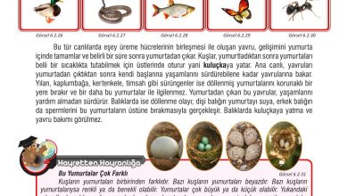 7. Sınıf Meb Yayınları Fen Bilimleri Ders Kitabı Sayfa 190 Cevapları