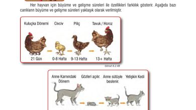 7. Sınıf Meb Yayınları Fen Bilimleri Ders Kitabı Sayfa 194 Cevapları