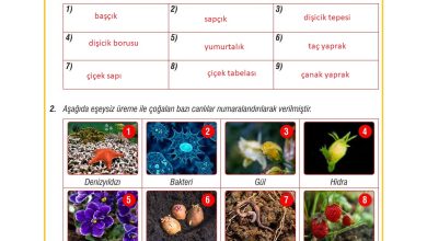 7. Sınıf Meb Yayınları Fen Bilimleri Ders Kitabı Sayfa 197 Cevapları