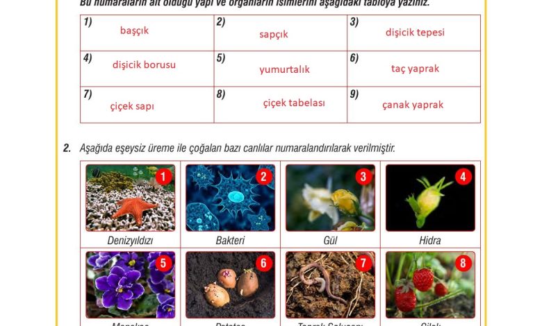 7. Sınıf Meb Yayınları Fen Bilimleri Ders Kitabı Sayfa 197 Cevapları