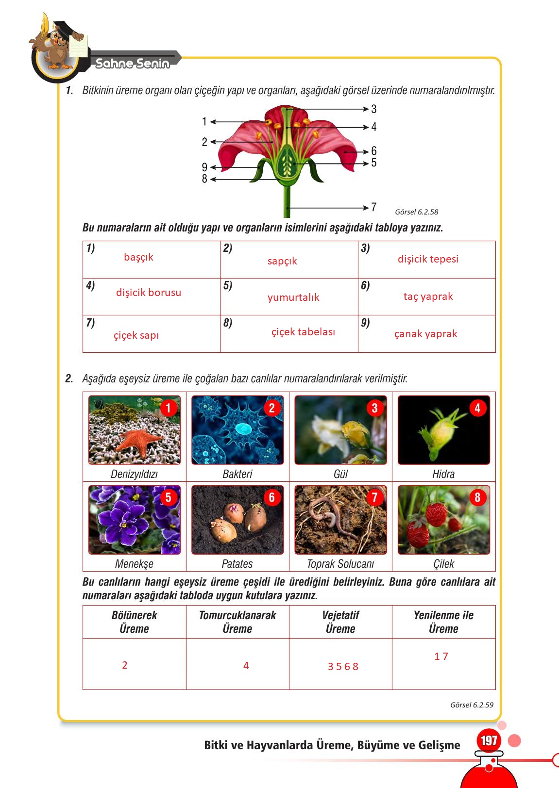 7. Sınıf Meb Yayınları Fen Bilimleri Ders Kitabı Sayfa 197 Cevapları