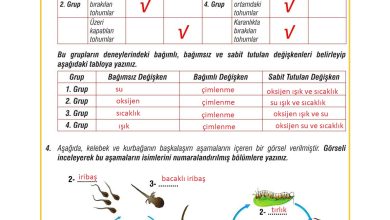 7. Sınıf Meb Yayınları Fen Bilimleri Ders Kitabı Sayfa 198 Cevapları