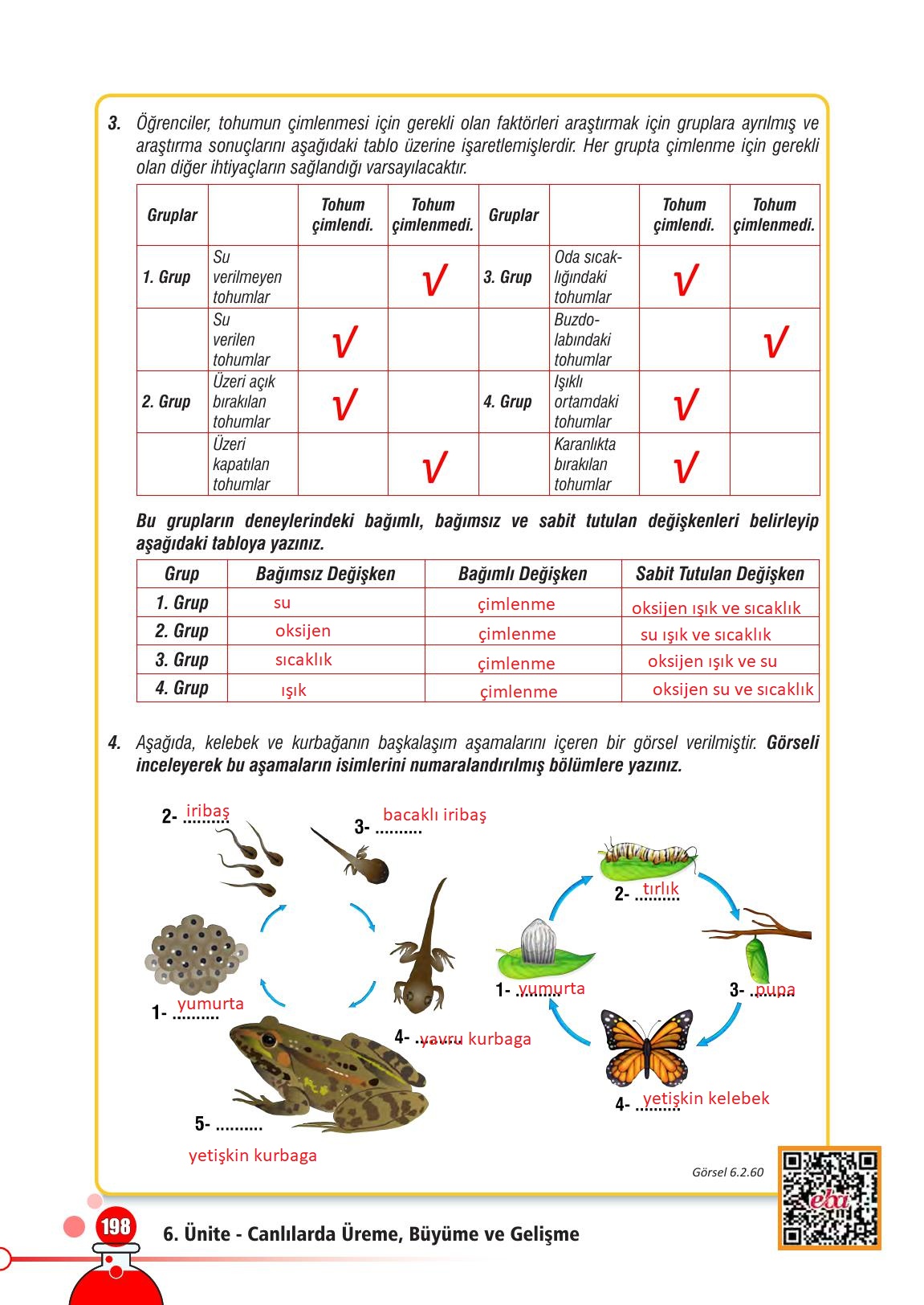 7. Sınıf Meb Yayınları Fen Bilimleri Ders Kitabı Sayfa 198 Cevapları