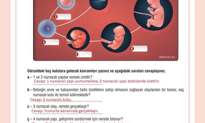 7. Sınıf Meb Yayınları Fen Bilimleri Ders Kitabı Sayfa 200 Cevapları