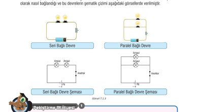 7. Sınıf Meb Yayınları Fen Bilimleri Ders Kitabı Sayfa 205 Cevapları