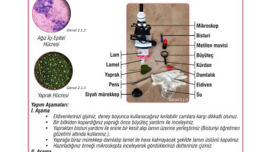 7. Sınıf Meb Yayınları Fen Bilimleri Ders Kitabı Sayfa 47 Cevapları