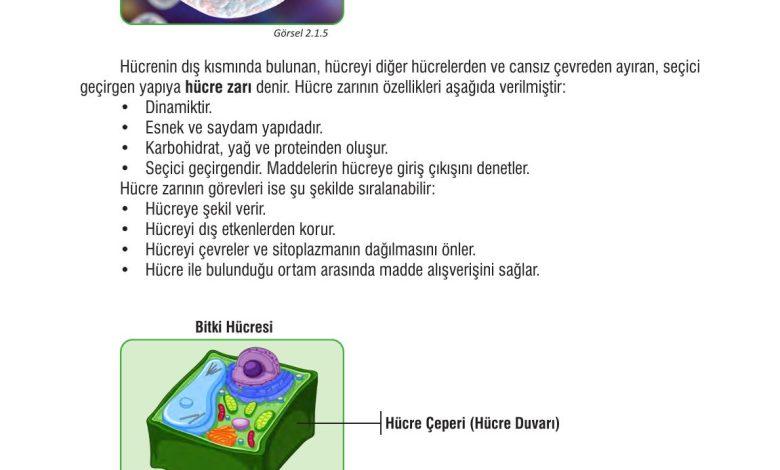 7. Sınıf Meb Yayınları Fen Bilimleri Ders Kitabı Sayfa 48 Cevapları