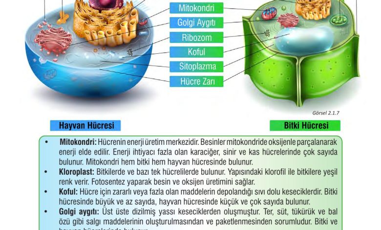 7. Sınıf Meb Yayınları Fen Bilimleri Ders Kitabı Sayfa 49 Cevapları