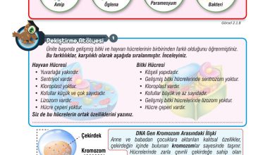 7. Sınıf Meb Yayınları Fen Bilimleri Ders Kitabı Sayfa 50 Cevapları