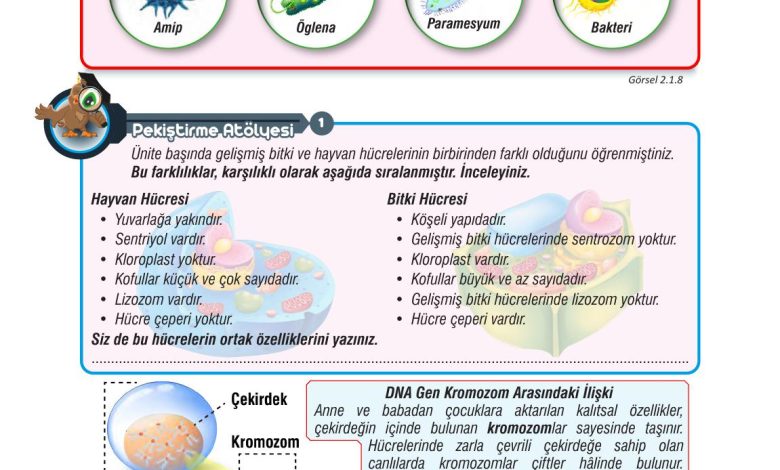 7. Sınıf Meb Yayınları Fen Bilimleri Ders Kitabı Sayfa 50 Cevapları