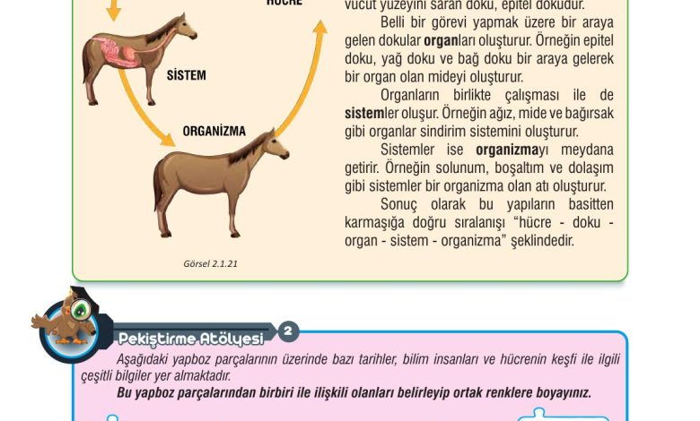 7. Sınıf Meb Yayınları Fen Bilimleri Ders Kitabı Sayfa 53 Cevapları