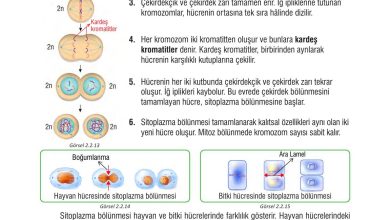 7. Sınıf Meb Yayınları Fen Bilimleri Ders Kitabı Sayfa 59 Cevapları