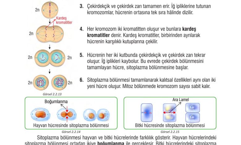 7. Sınıf Meb Yayınları Fen Bilimleri Ders Kitabı Sayfa 59 Cevapları