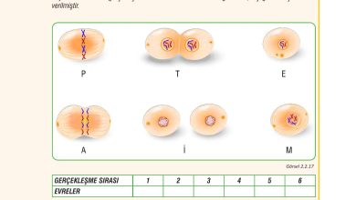 7. Sınıf Meb Yayınları Fen Bilimleri Ders Kitabı Sayfa 61 Cevapları