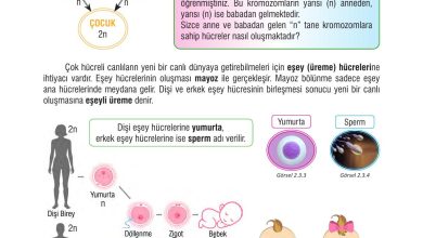 7. Sınıf Meb Yayınları Fen Bilimleri Ders Kitabı Sayfa 63 Cevapları