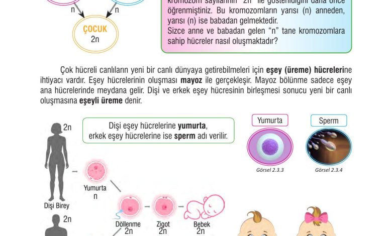 7. Sınıf Meb Yayınları Fen Bilimleri Ders Kitabı Sayfa 63 Cevapları