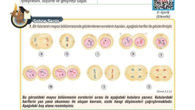 7. Sınıf Meb Yayınları Fen Bilimleri Ders Kitabı Sayfa 67 Cevapları