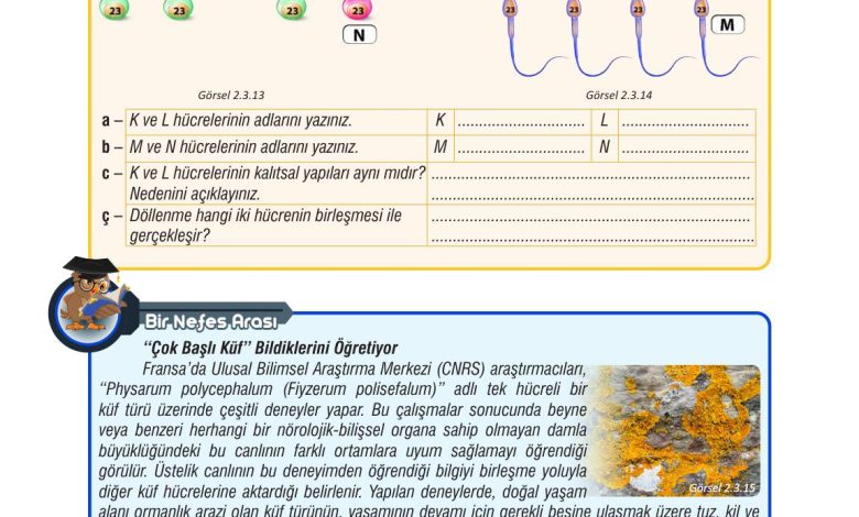 7. Sınıf Meb Yayınları Fen Bilimleri Ders Kitabı Sayfa 68 Cevapları