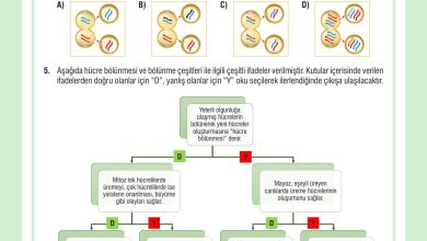 7. Sınıf Meb Yayınları Fen Bilimleri Ders Kitabı Sayfa 72 Cevapları